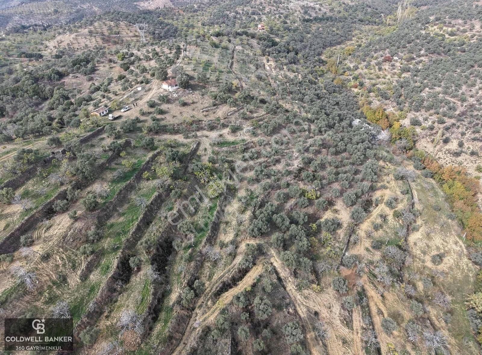 Aydın Germencik Dağyeni Satılık 39 Dönüm İncir Zeytin Bahçesi ! - Görsel 16