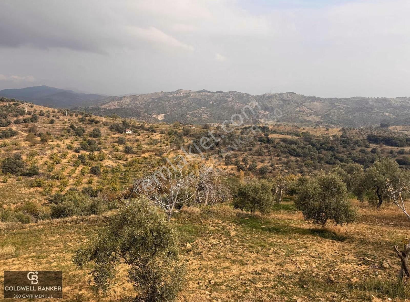 Aydın Germencik Dağyeni Satılık 39 Dönüm İncir Zeytin Bahçesi ! - Görsel 11