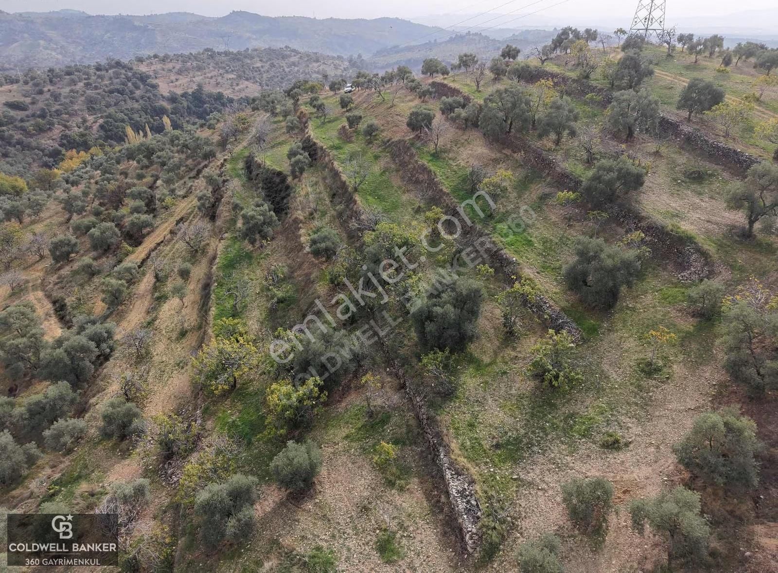 Aydın Germencik Dağyeni Satılık 39 Dönüm İncir Zeytin Bahçesi ! - Görsel 17