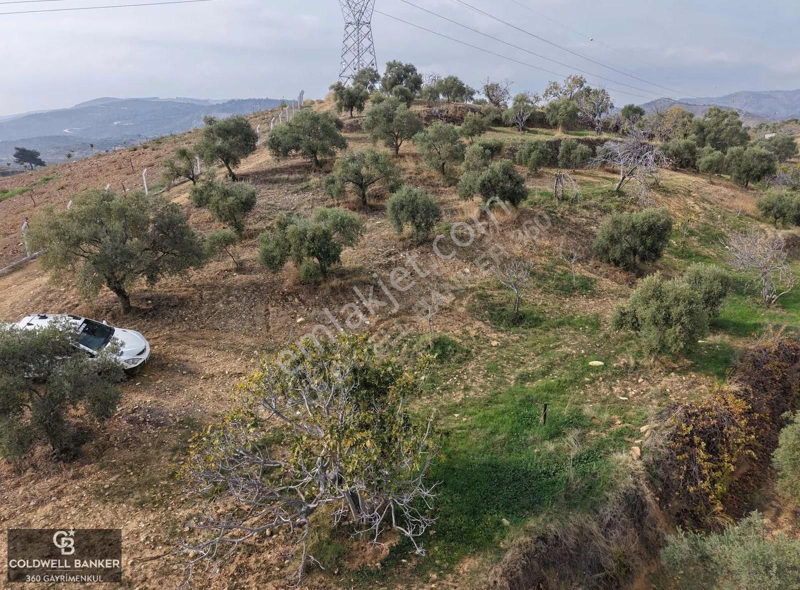 Aydın Germencik Dağyeni Satılık 39 Dönüm İncir Zeytin Bahçesi ! - Görsel 7