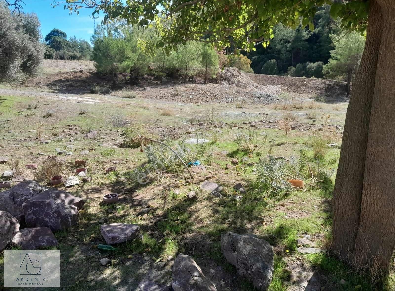 Milas Çamlıbelende Satılık Zeytinli Tarla - Görsel 16