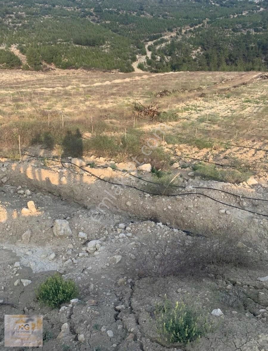 Mut Pamukluda 15.600m2 Satılık Zeytin Bahçesi - Görsel 2