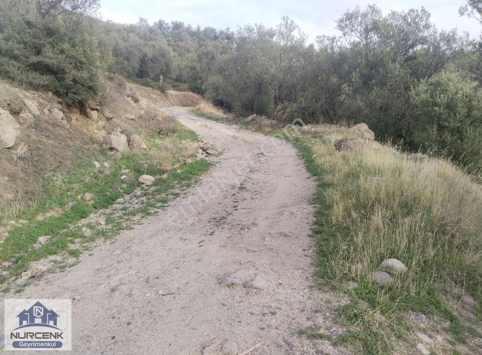 Burhaniye Kuyucakda Satılık Kelepir Zeytinlik - Görsel 2