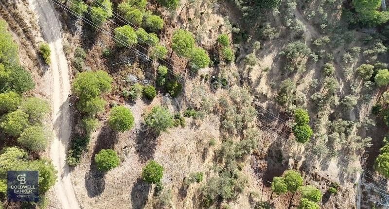 Balıkesir Edremit Doyran'da Satılık 4162 M2 Zeytinlik - Görsel 3