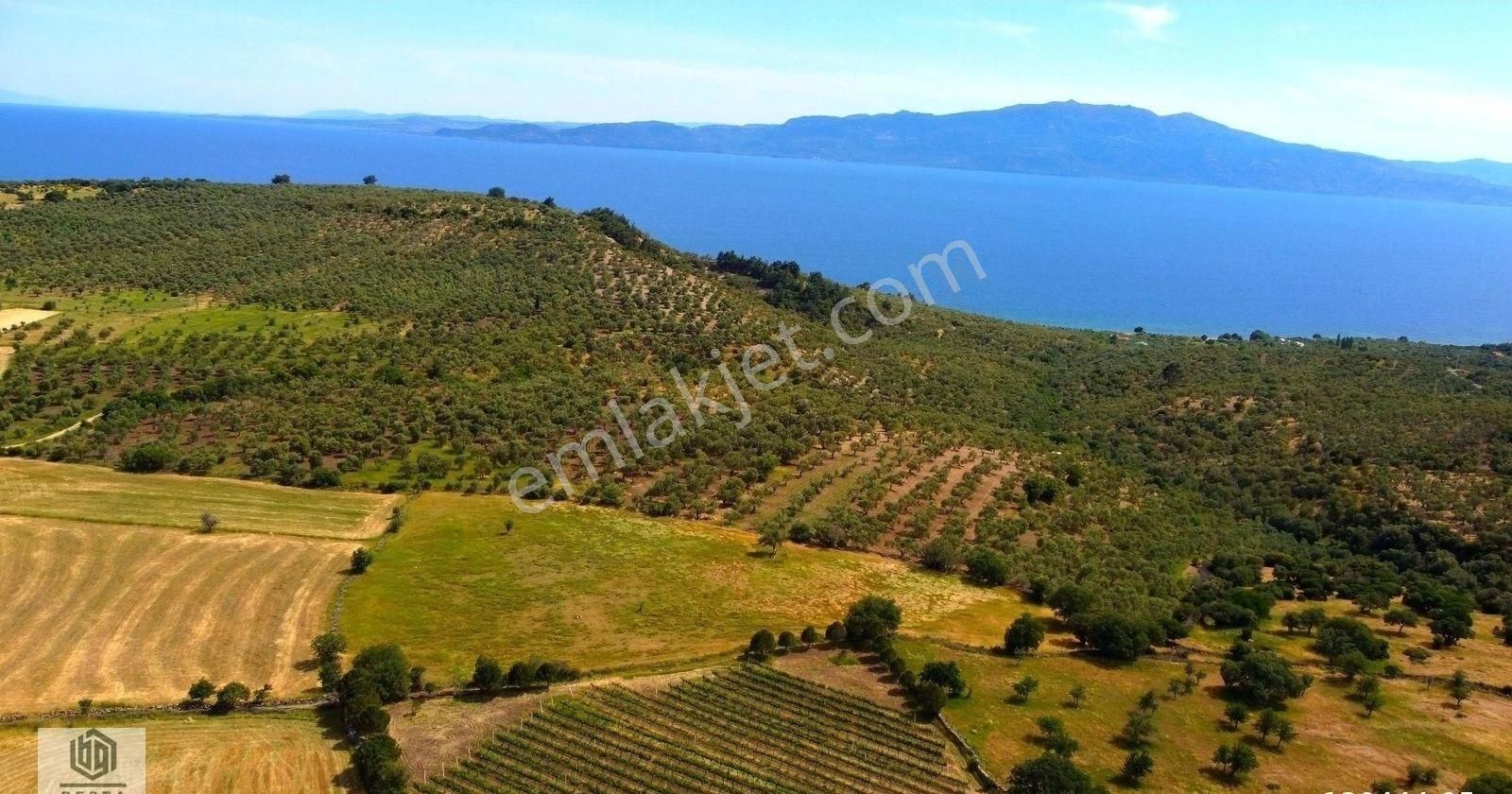 Ayvacık Korubaşı Köyünde Resmi Yolu Olan Deniz Manzaralı Tarla - Görsel 5