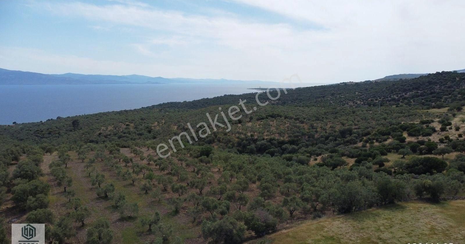 Ayvacık Korubaşı Köyünde Resmi Yolu Olan Deniz Manzaralı Tarla - Görsel 18