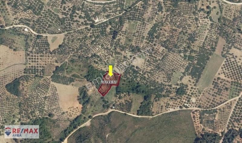 Remax Area'dan Gündoğdu'da Uygun Fıyatlı Zeytınlık Yatırımı - Görsel 2
