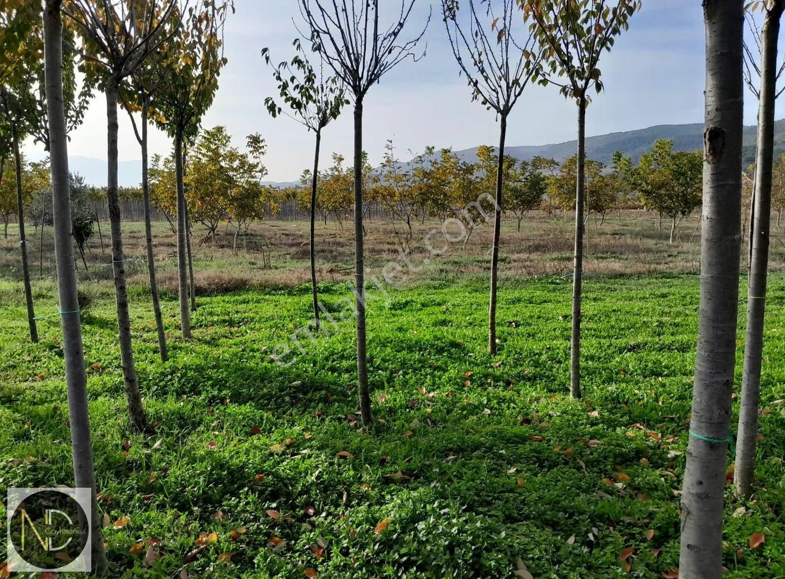 Nd Gayrimenkul'den Yenişehir Hamidiye Mh Satılık 6740 M2 Tarla - Görsel 2