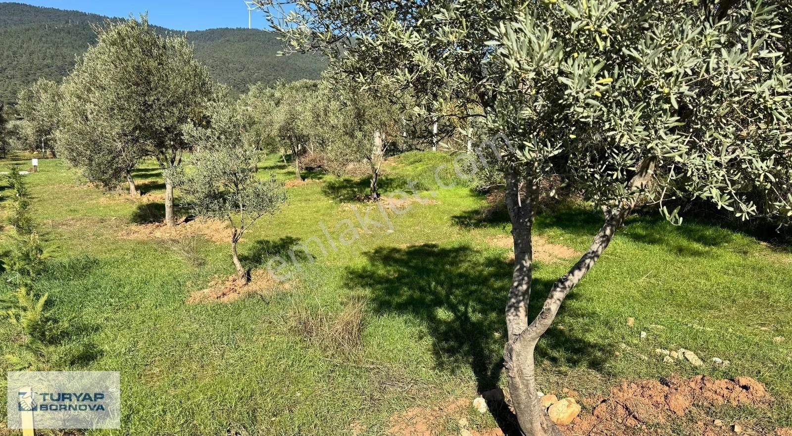 Kemalpaşa Dereköy'de Satılık Kooperatif Hissesi - Görsel 22