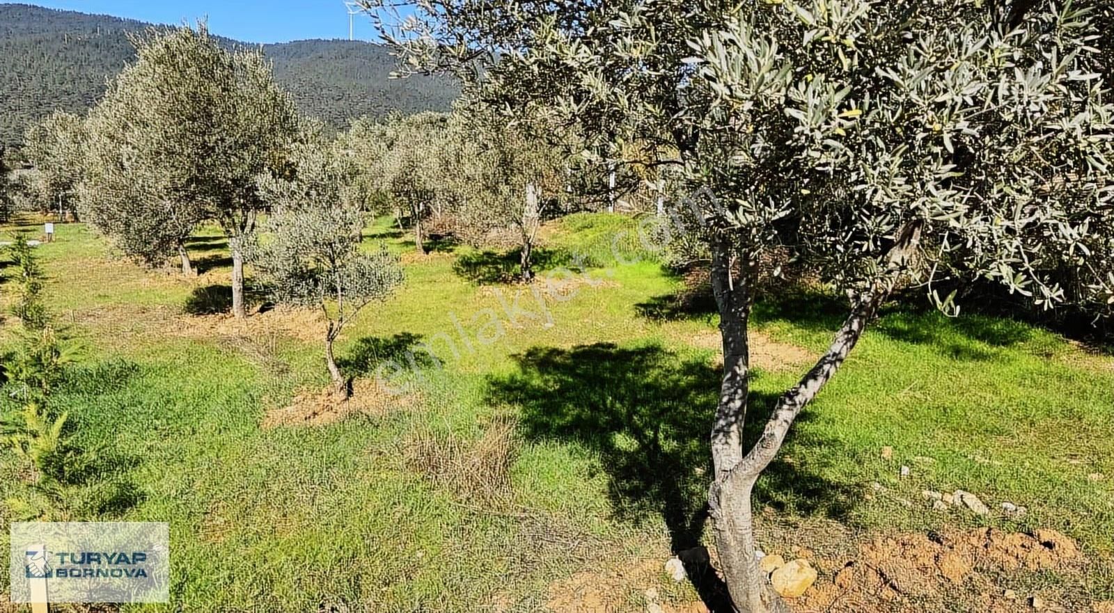 Kemalpaşa Dereköy'de Satılık Kooperatif Hissesi