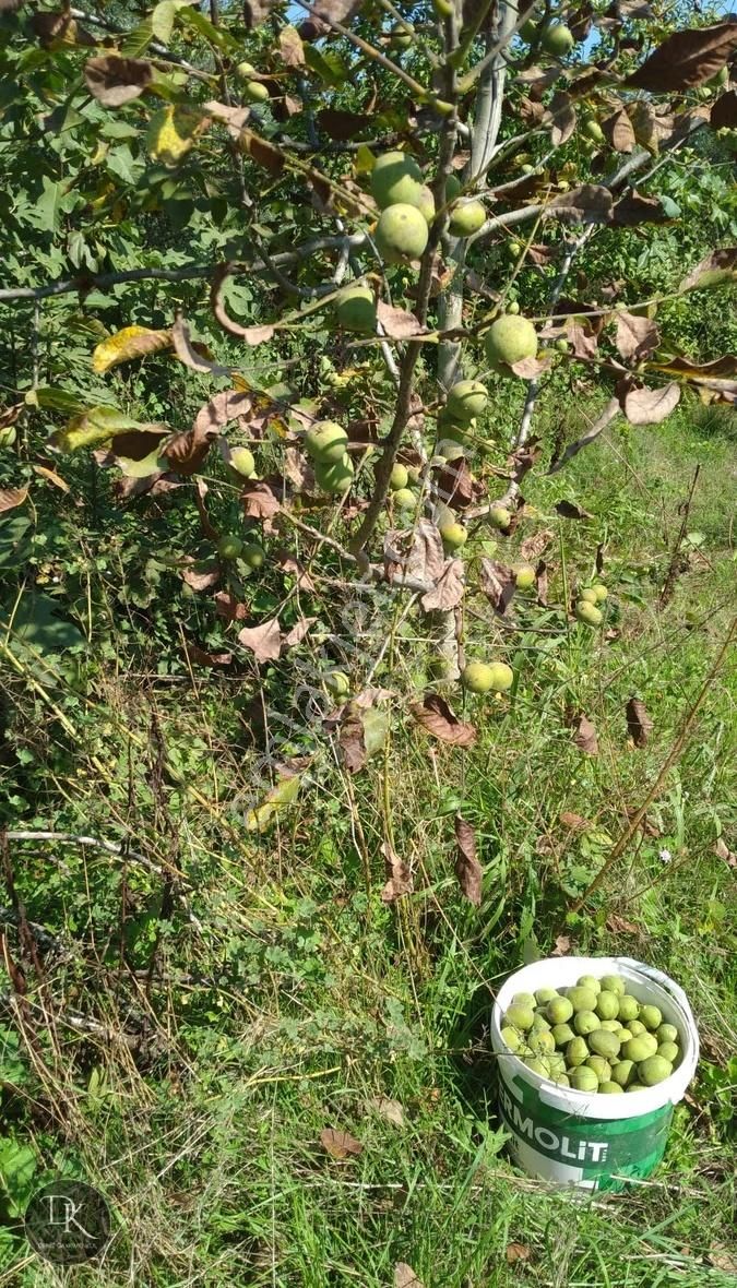 Trilye'de Yola Cephe İçinde Bakımlı Meyve Ağaçları Bulunan Tarla - Görsel 6