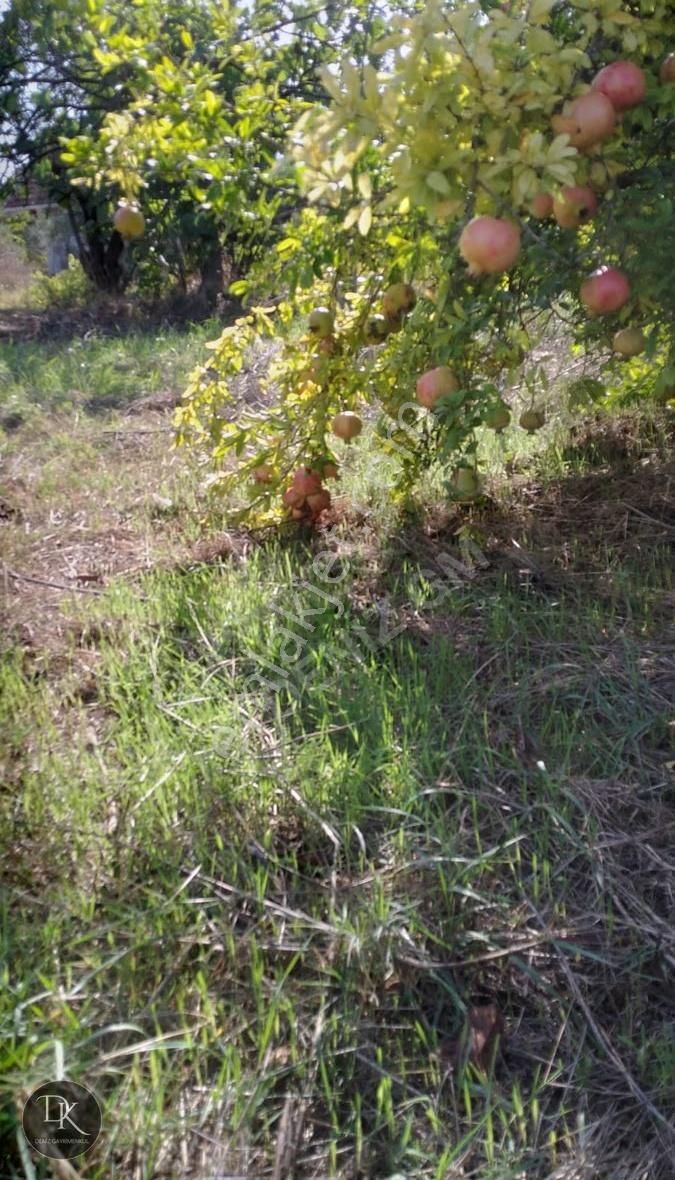 Trilye'de Yola Cephe İçinde Bakımlı Meyve Ağaçları Bulunan Tarla - Görsel 16