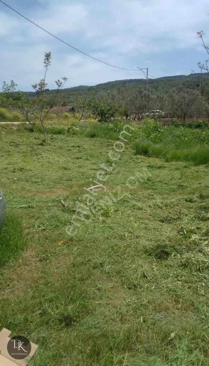 Trilye'de Yola Cephe İçinde Bakımlı Meyve Ağaçları Bulunan Tarla - Görsel 14