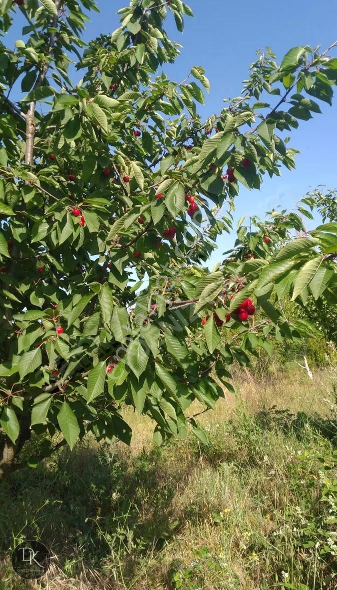 Trilye'de Yola Cephe İçinde Bakımlı Meyve Ağaçları Bulunan Tarla - Görsel 13