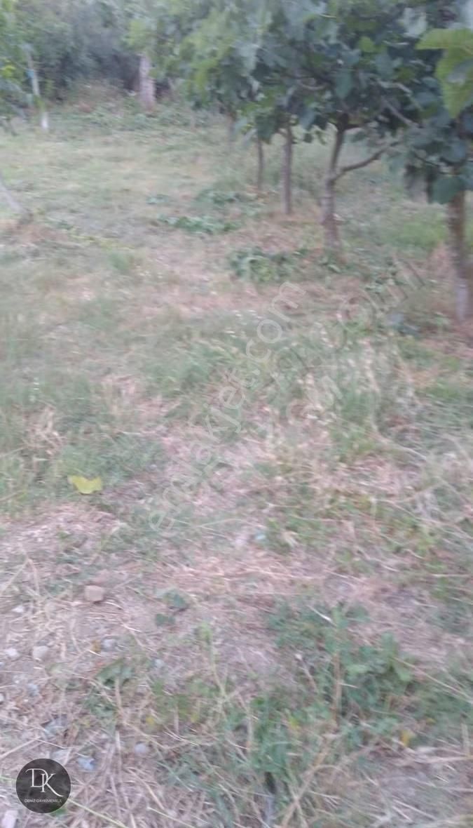 Trilye'de Yola Cephe İçinde Bakımlı Meyve Ağaçları Bulunan Tarla - Görsel 21