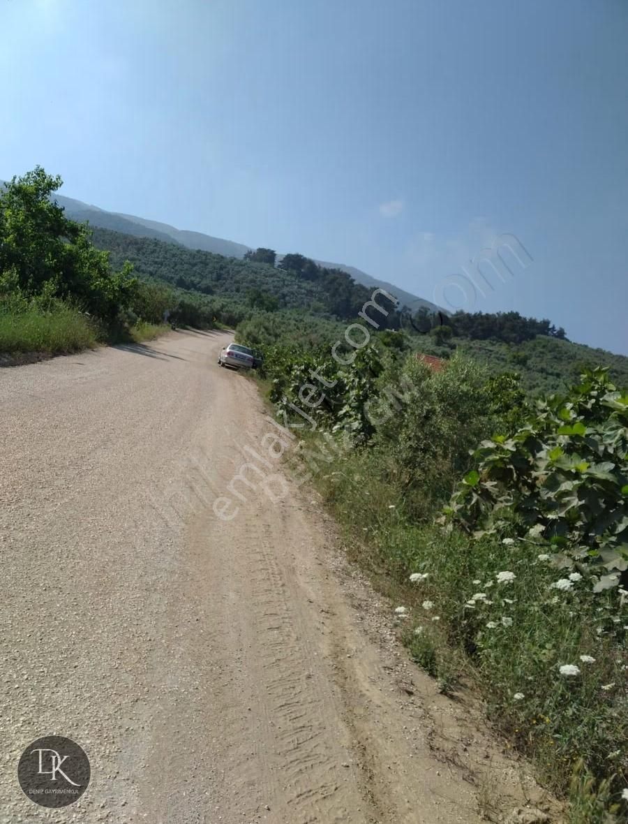 Trilye'de Yola Cephe İçinde Bakımlı Meyve Ağaçları Bulunan Tarla - Görsel 26