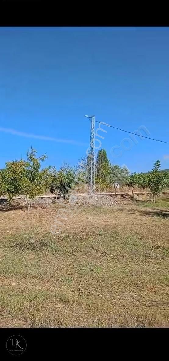 Trilye'de Yola Cephe İçinde Bakımlı Meyve Ağaçları Bulunan Tarla - Görsel 17