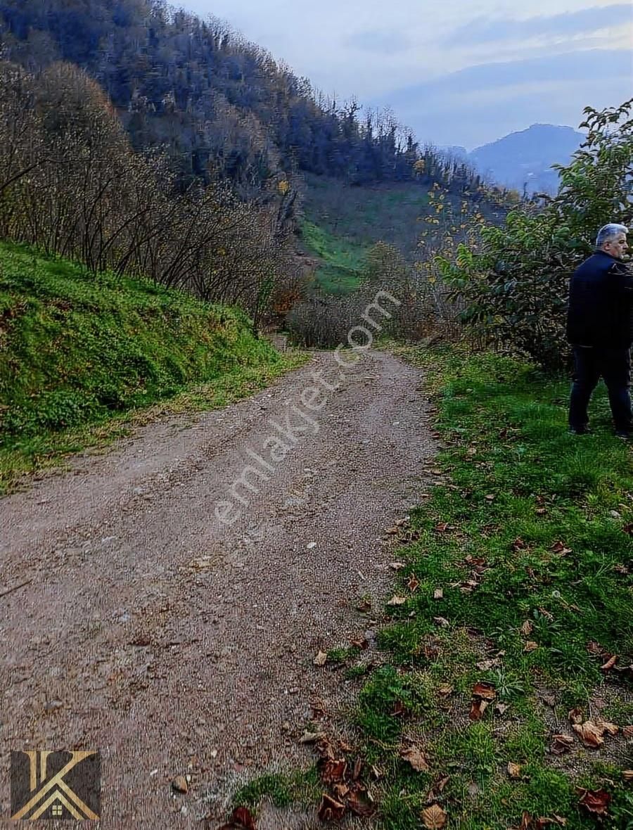 Kumru İslamdağ Yoluna Cephe 6 Dönüm Satılık Fındık Bahçesi - Görsel 9