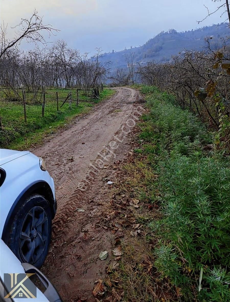 Kumru İslamdağ Yoluna Cephe 6 Dönüm Satılık Fındık Bahçesi - Görsel 3