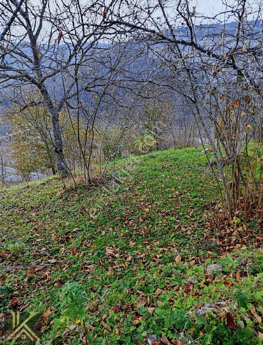 Kumru İslamdağ Yoluna Cephe 6 Dönüm Satılık Fındık Bahçesi - Görsel 10