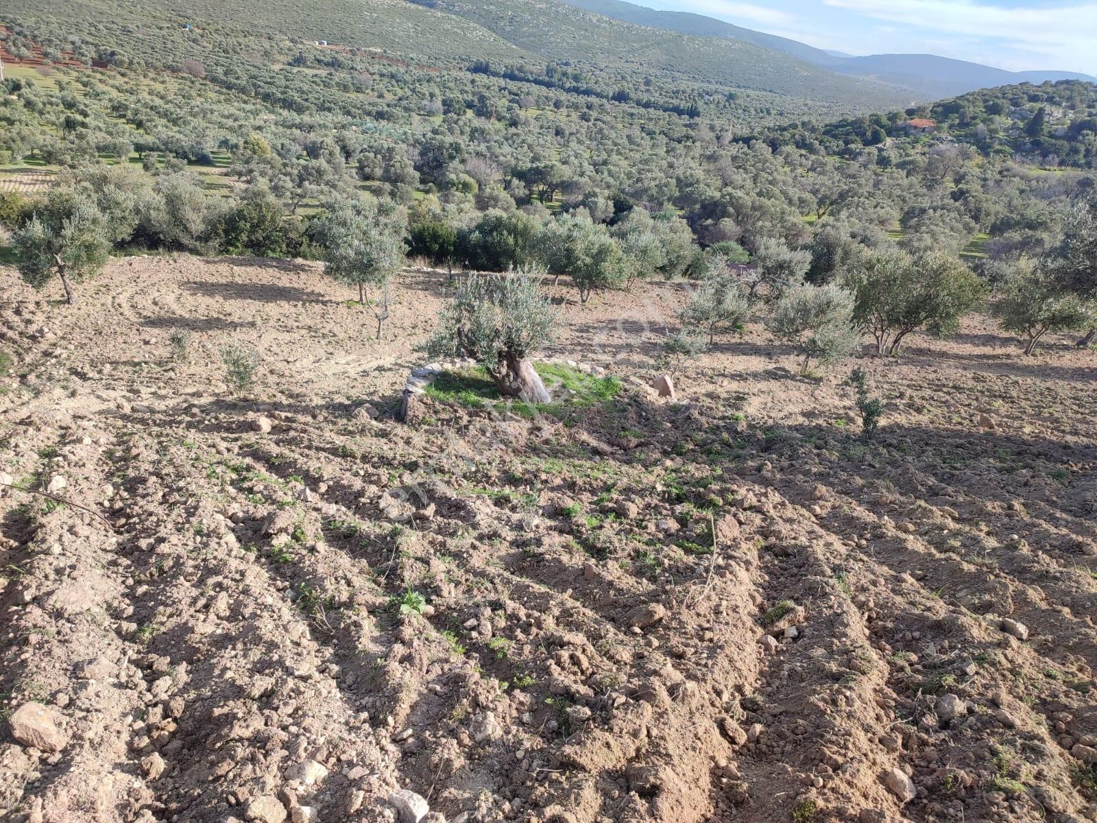 Çeşme Germiyan’da İmar Barışlı Evli, Bakımlı 4.205 M² Zeytinlik Arsa – Yolu, Terası Ve Manzarasıyla - Görsel 3