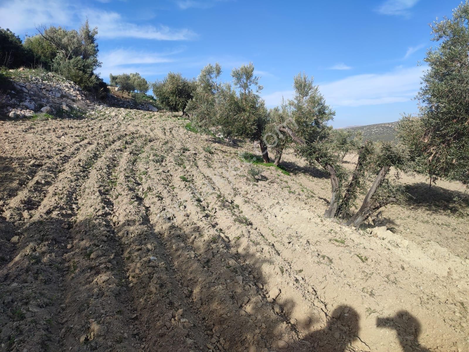 Çeşme Germiyan’da İmar Barışlı Evli, Bakımlı 4.205 M² Zeytinlik Arsa – Yolu, Terası Ve Manzarasıyla