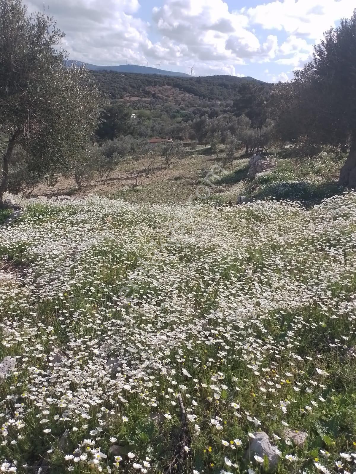 Çeşme Germiyan’da İmar Barışlı Evli, Bakımlı 4.205 M² Zeytinlik Arsa – Yolu, Terası Ve Manzarasıyla - Görsel 2