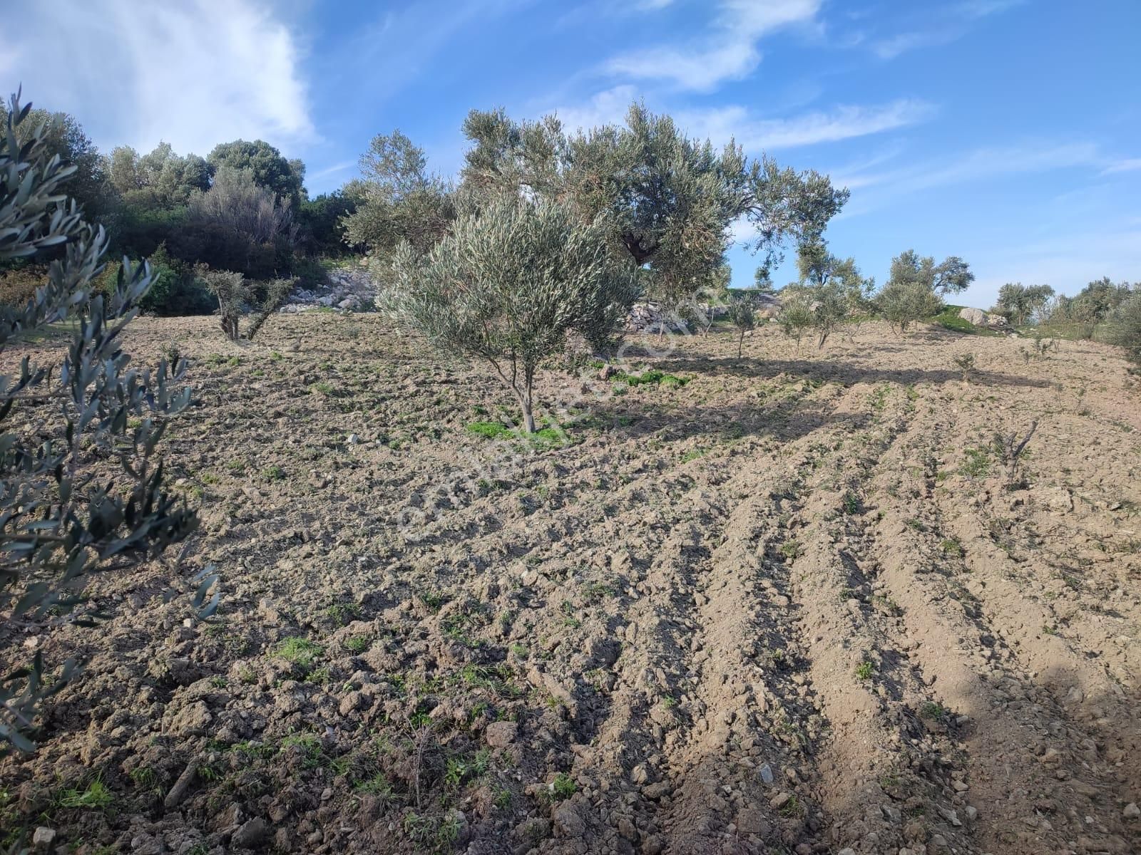 Çeşme Germiyan’da İmar Barışlı Evli, Bakımlı 4.205 M² Zeytinlik Arsa – Yolu, Terası Ve Manzarasıyla - Görsel 4