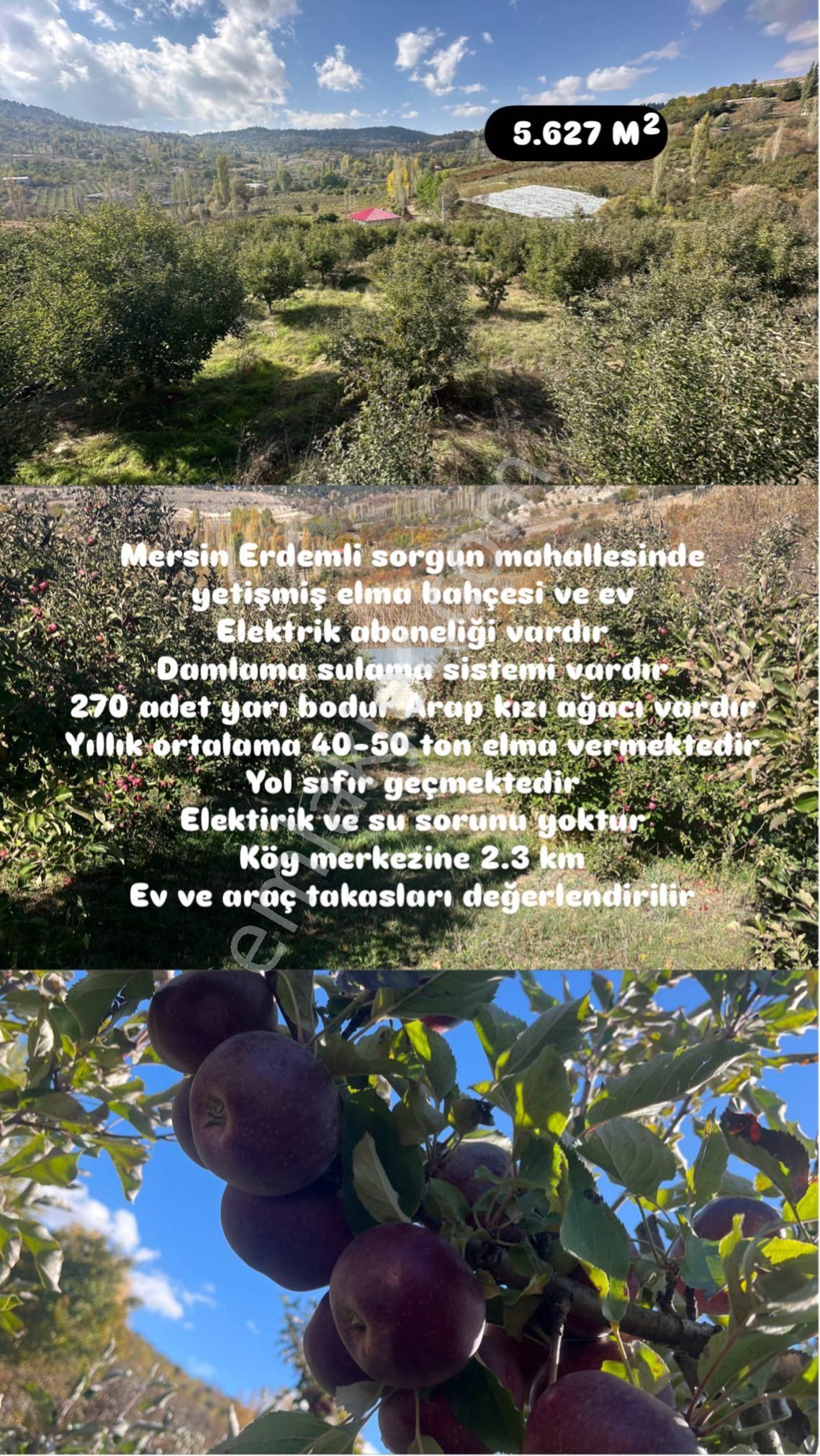 Yetişmiş Bahçe Ve Ev - Görsel 3