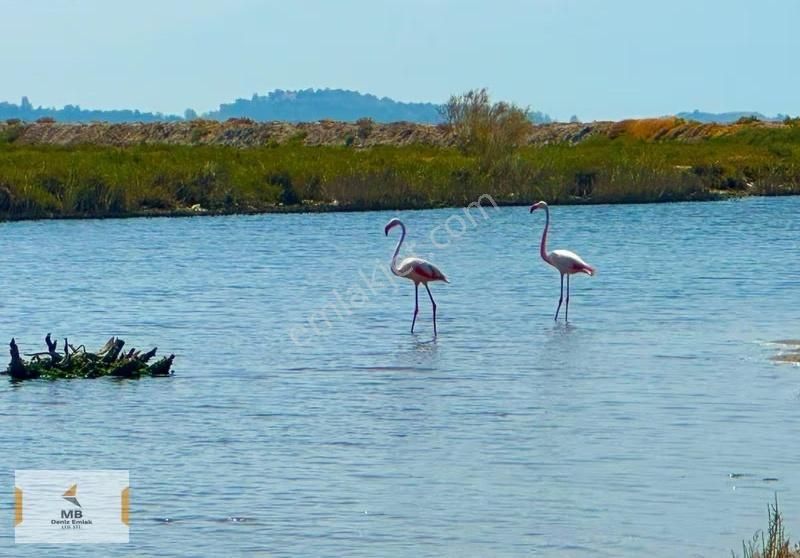 İzmir Foca Yenibaharası Deniz Manzaralı Yatırımlık Tarla - Görsel 2