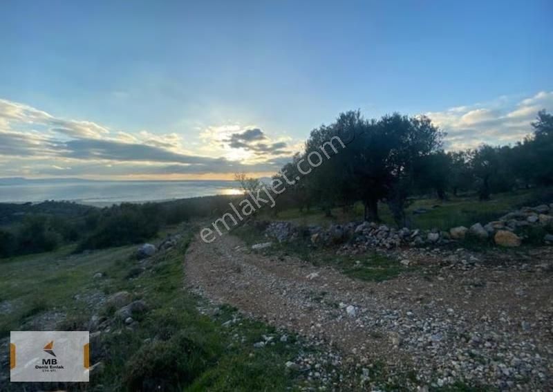 İzmir Bergama Zeytindağ Deniz Manzaralı Parseller - Görsel 5