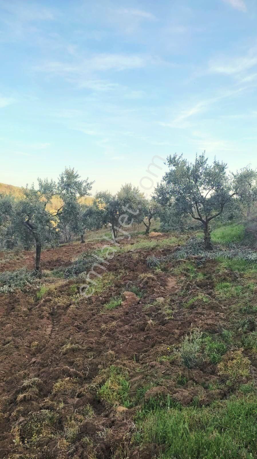 Manisa Demirci Kılavuzlar'da Köy Yakını 756 M2 Zeytinlik. Açıklamayı Okuyarak Arayınız. - Görsel 2