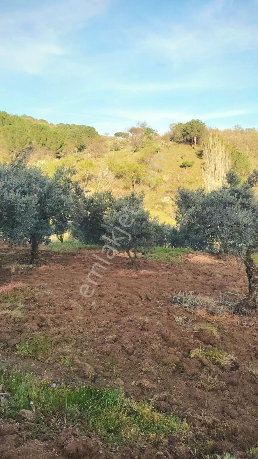 Manisa Demirci Kılavuzlar'da Köy Yakını 756 M2 Zeytinlik. Açıklamayı Okuyarak Arayınız.