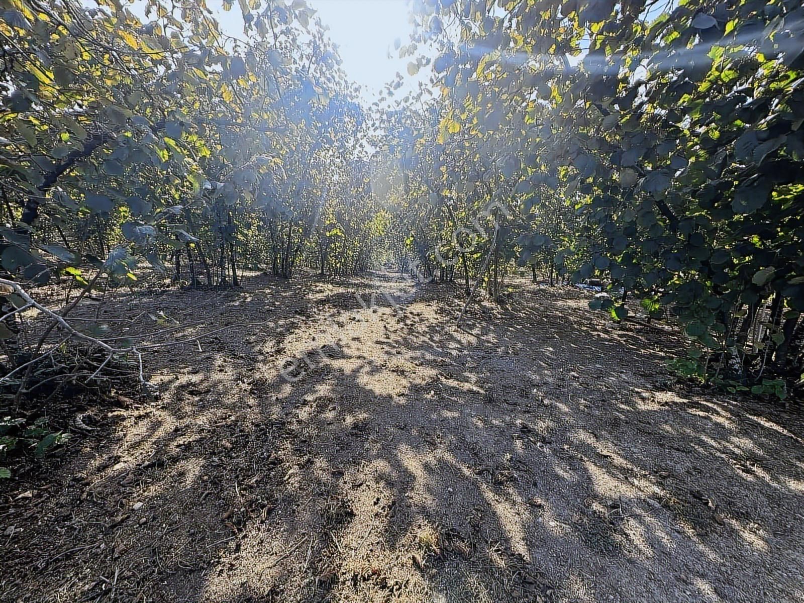 Merkeze Yakın Deniz Manzaralı 9.790 M2 Fındık Bahçesi Takas Olur - Görsel 2