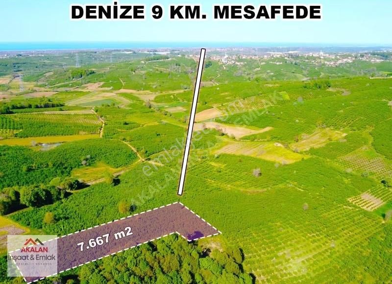 Resuller'de Resmi Yola Cepheli 7.667 M2 Bakımlı Fındık Bahçesi