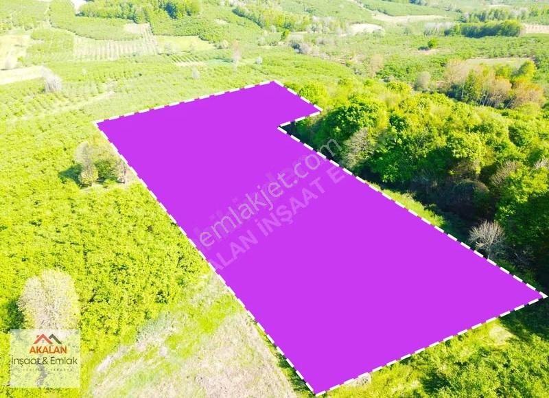 Resuller'de Resmi Yola Cepheli 7.667 M2 Bakımlı Fındık Bahçesi - Görsel 5