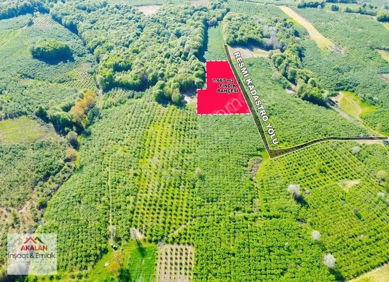 Resuller'de Resmi Yola Cepheli 7.667 M2 Bakımlı Fındık Bahçesi - Görsel 4