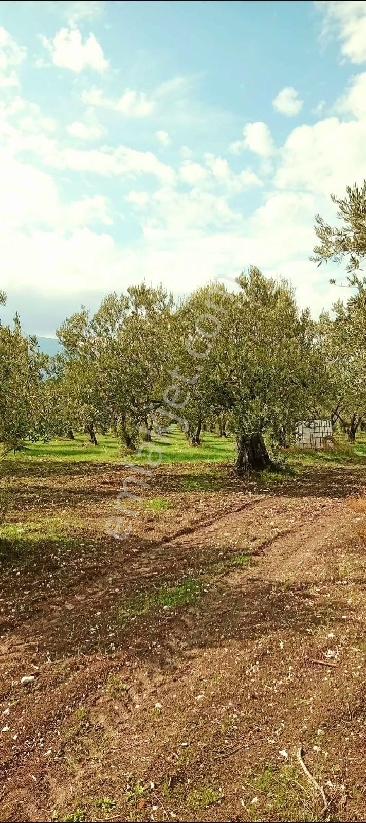 Manisa Kırkağaç Musahoca'da 1.835 M2 Bakımlı Zeytinlik. Açıklamayı Okuyarak Arayınız.
