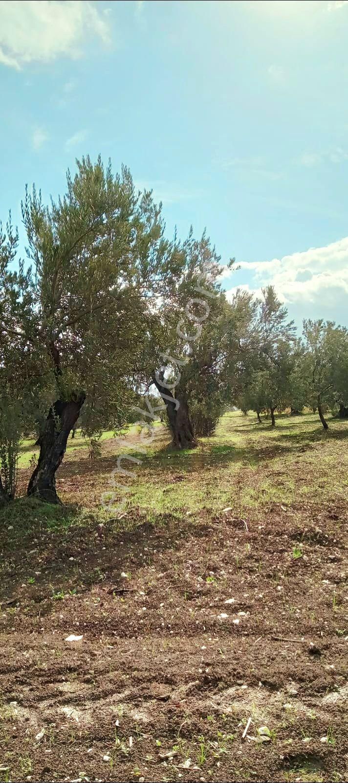 Manisa Kırkağaç Musahoca'da 1.835 M2 Bakımlı Zeytinlik. Açıklamayı Okuyarak Arayınız. - Görsel 2