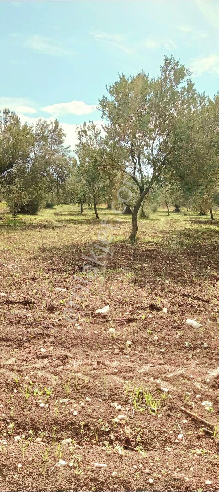 Manisa Kırkağaç Musahoca'da 1.835 M2 Bakımlı Zeytinlik. Açıklamayı Okuyarak Arayınız. - Görsel 4