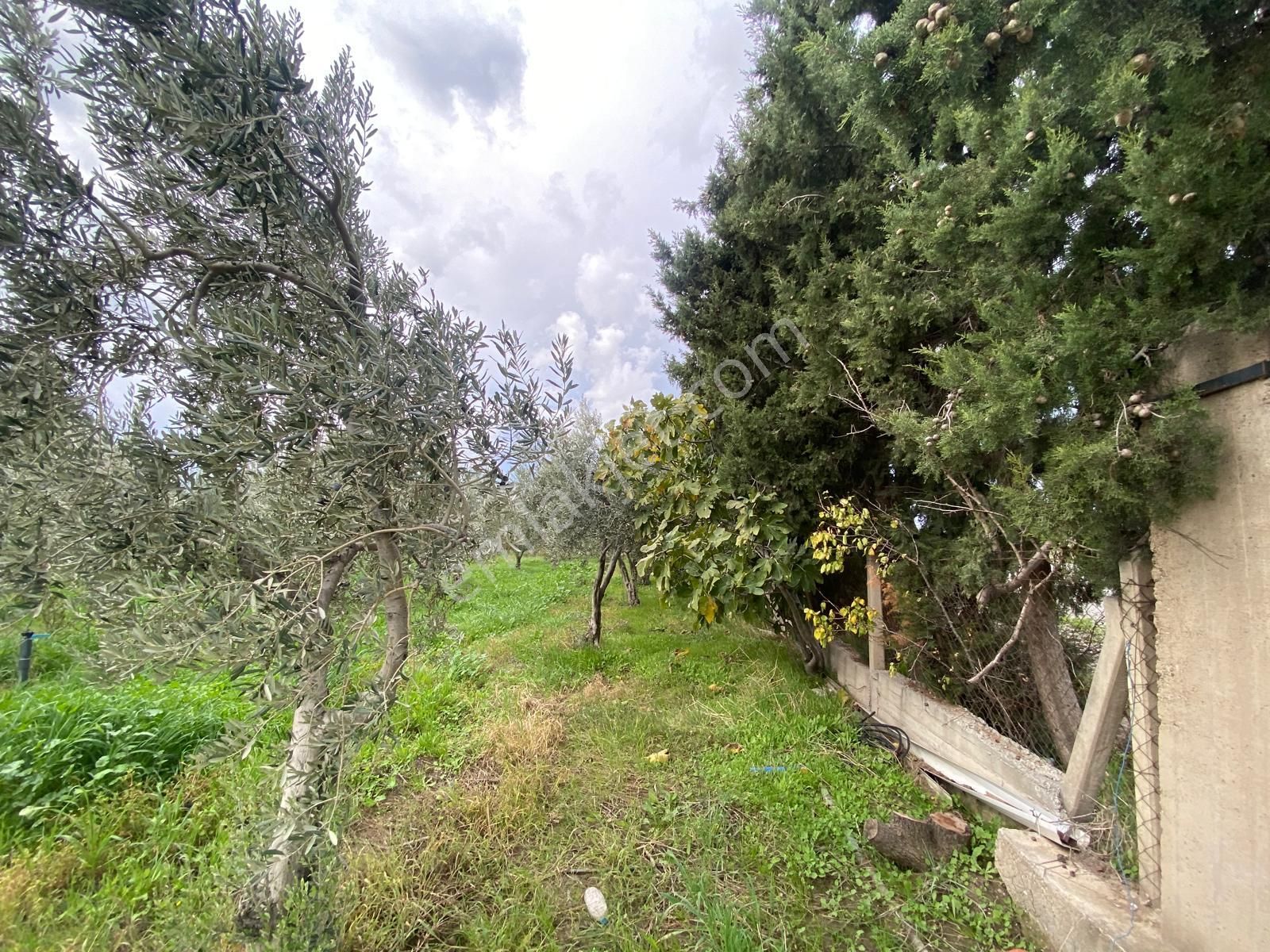 Çandarlı Anayola Cepheli 1+1evi İçinde Bulunan Satılık Zeytinlik - Görsel 23