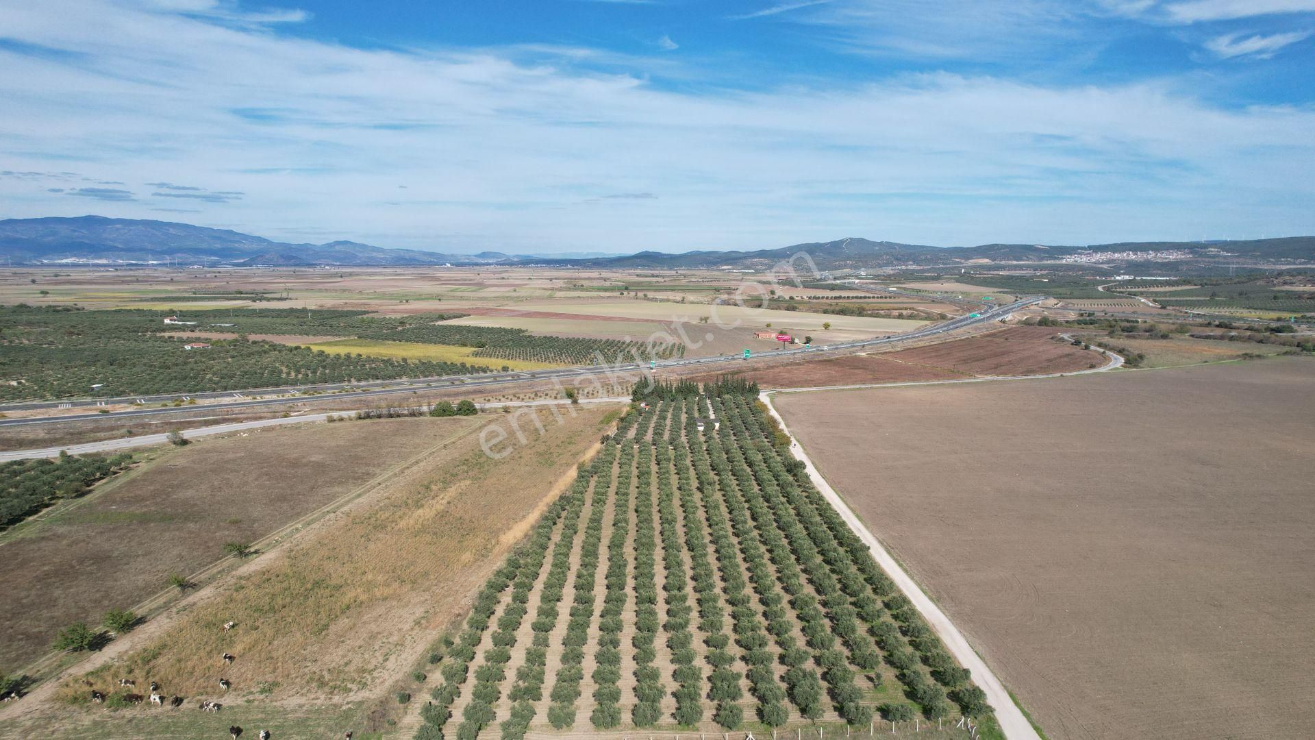 Çandarlı Anayola Cepheli 1+1evi İçinde Bulunan Satılık Zeytinlik - Görsel 14