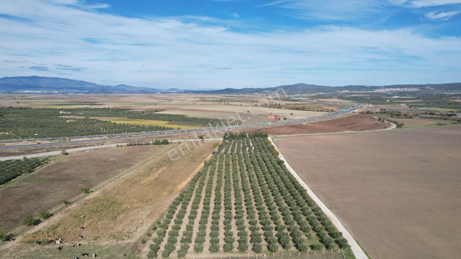 Çandarlı Anayola Cepheli 1+1evi İçinde Bulunan Satılık Zeytinlik - Görsel 13