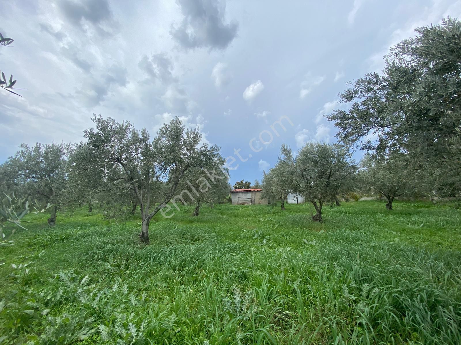 Çandarlı Anayola Cepheli 1+1evi İçinde Bulunan Satılık Zeytinlik - Görsel 22