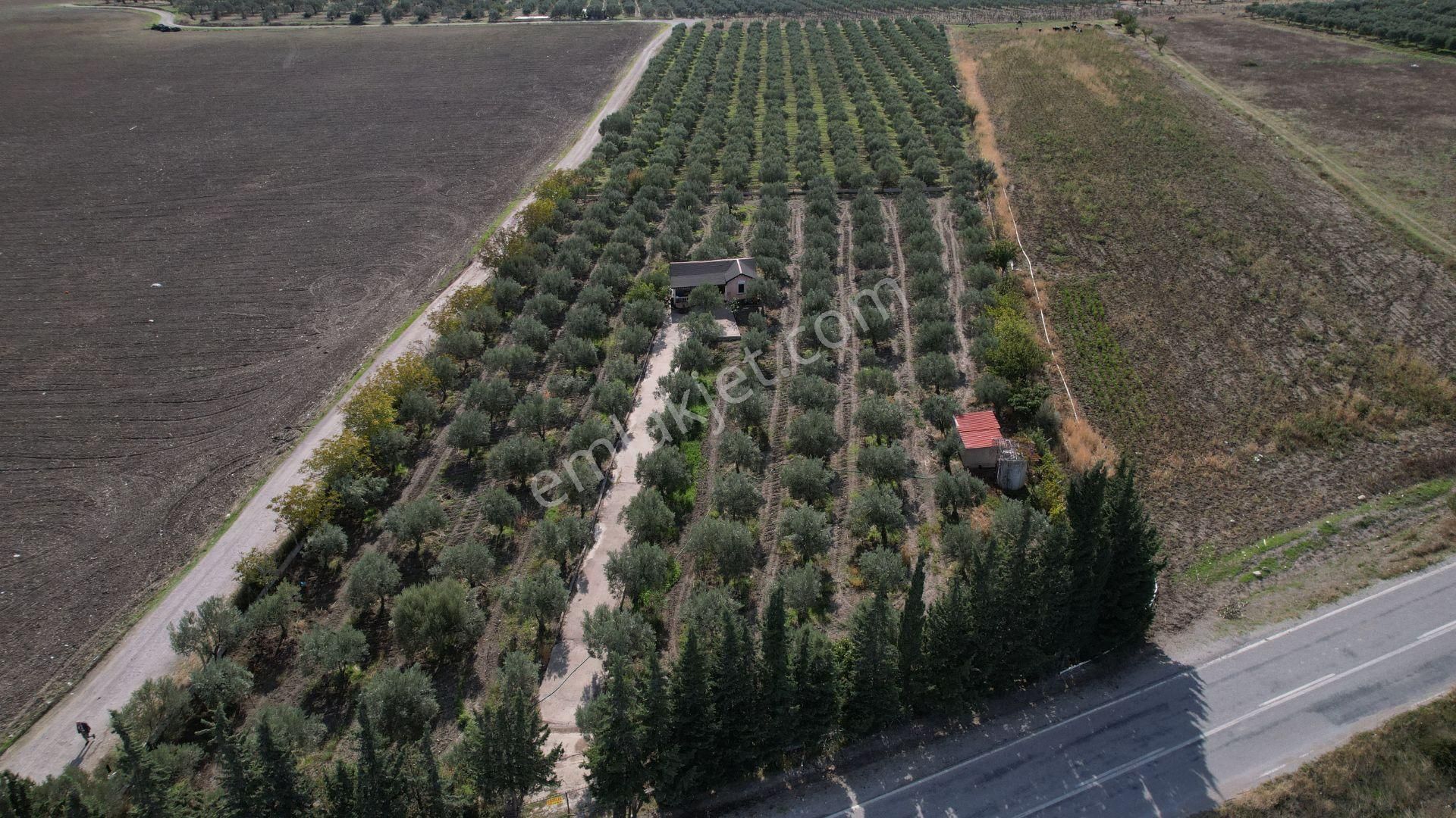 Çandarlı Anayola Cepheli 1+1evi İçinde Bulunan Satılık Zeytinlik