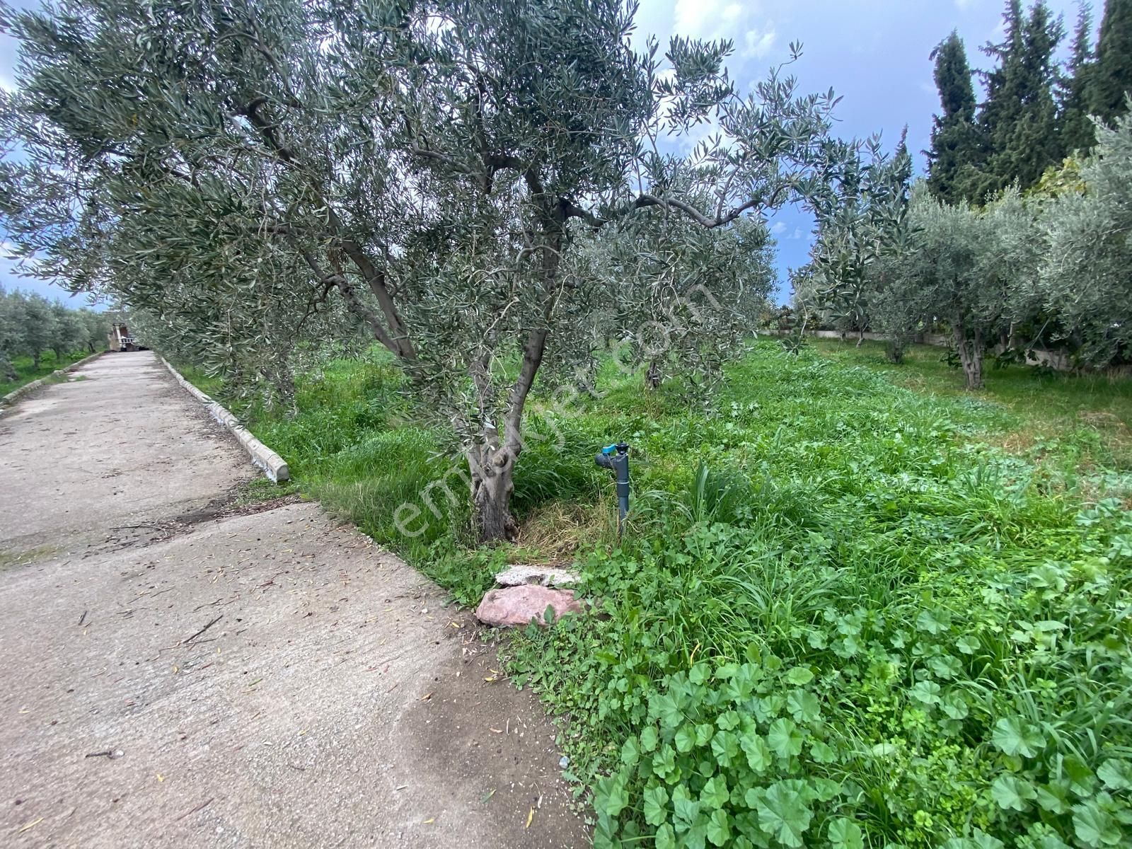 Çandarlı Anayola Cepheli 1+1evi İçinde Bulunan Satılık Zeytinlik - Görsel 24