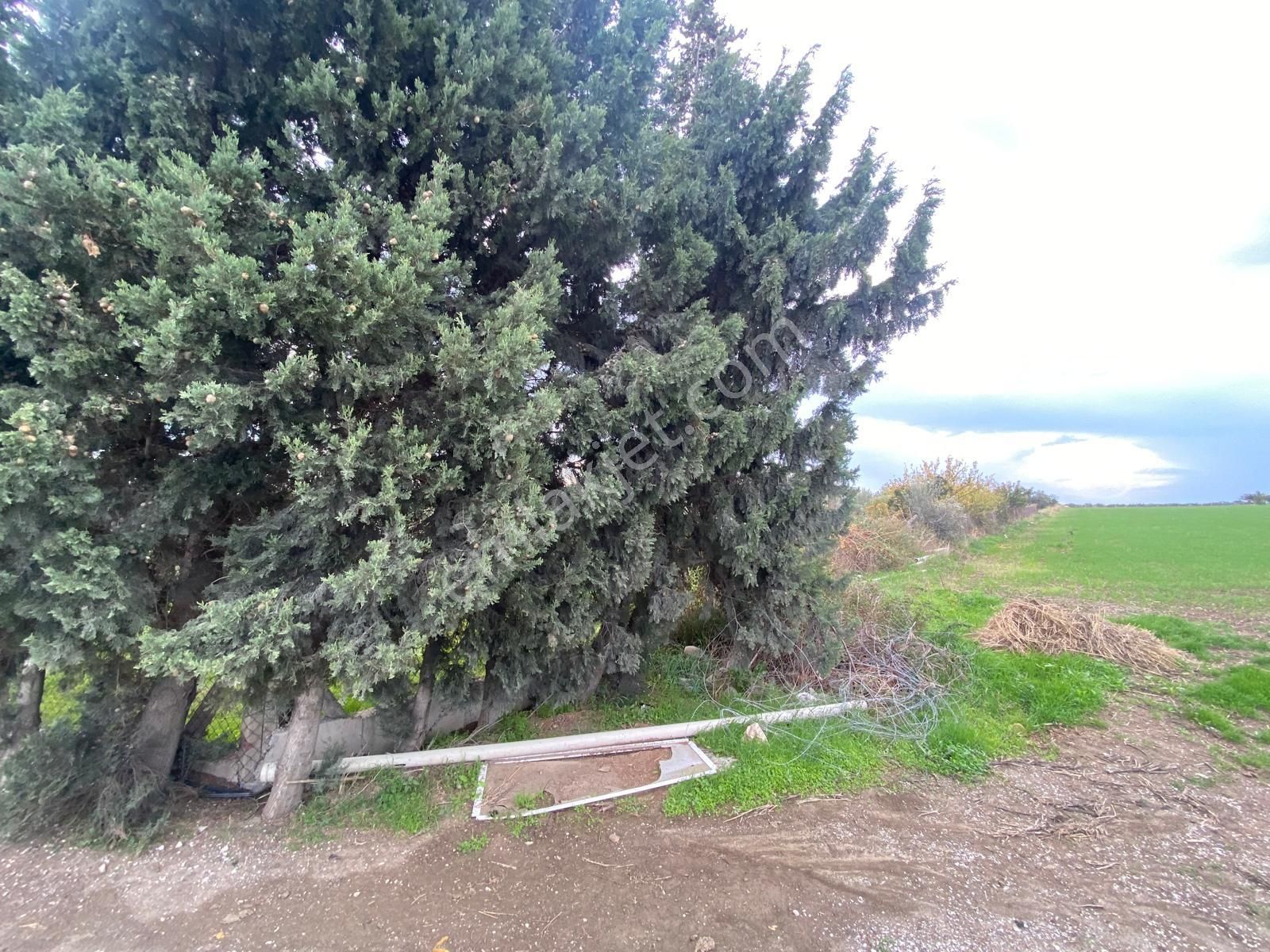 Çandarlı Anayola Cepheli 1+1evi İçinde Bulunan Satılık Zeytinlik - Görsel 28