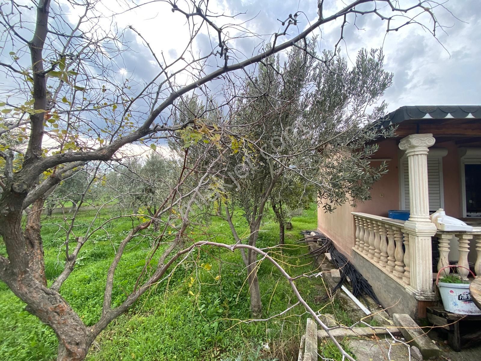 Çandarlı Anayola Cepheli 1+1evi İçinde Bulunan Satılık Zeytinlik - Görsel 21