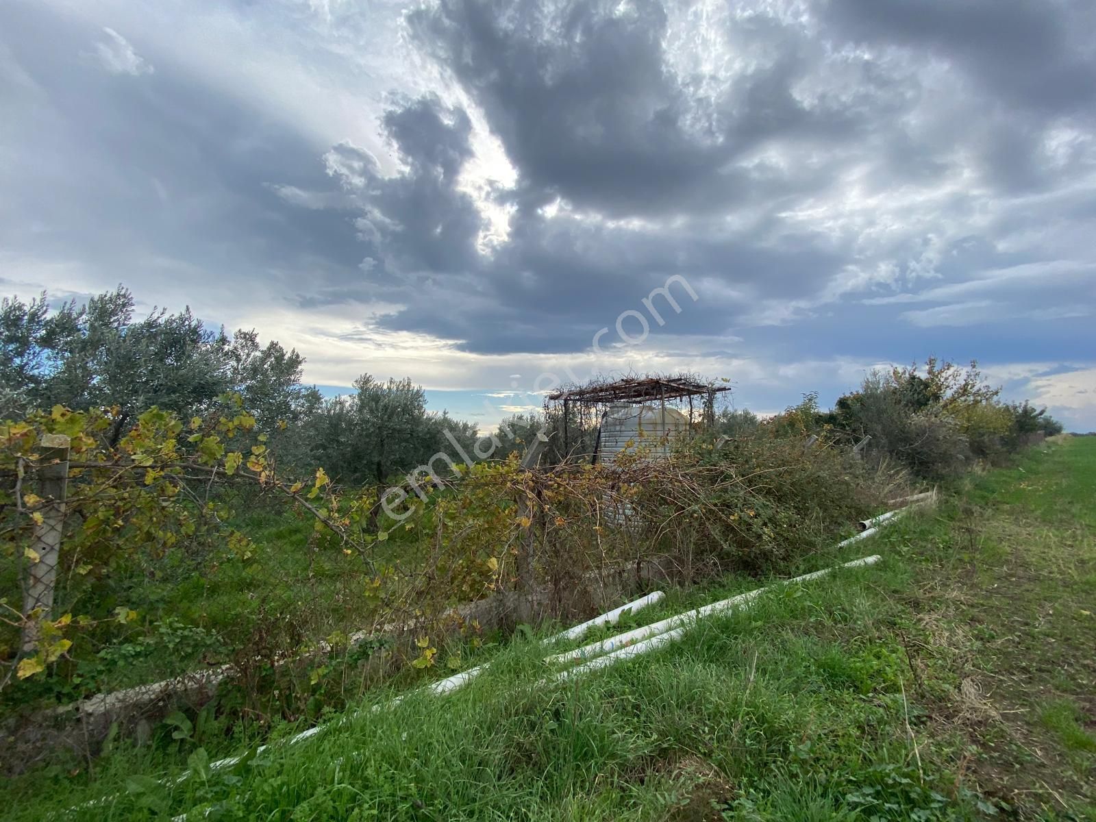 Çandarlı Anayola Cepheli 1+1evi İçinde Bulunan Satılık Zeytinlik - Görsel 30