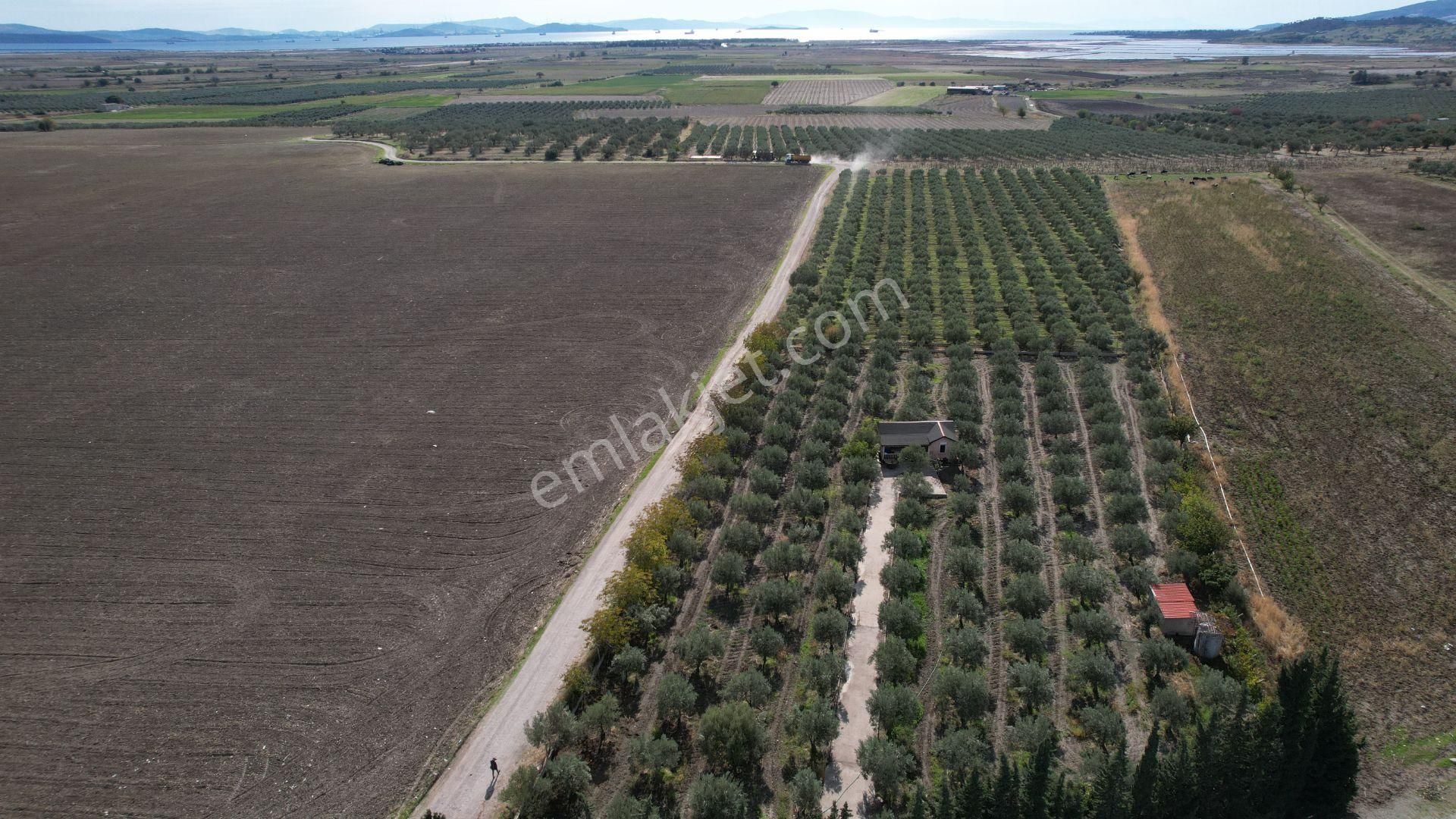 Çandarlı Anayola Cepheli 1+1evi İçinde Bulunan Satılık Zeytinlik - Görsel 7